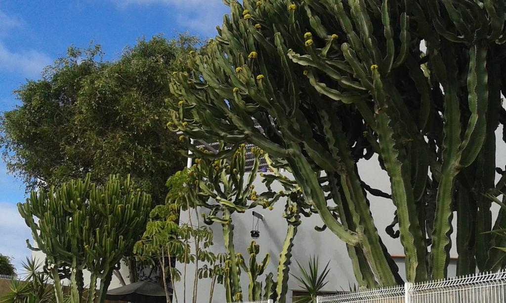 Apartamento Pardela Costa Adeje  Luaran gambar